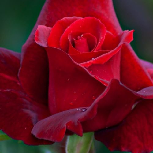 Rosso cremisi vellutato - Rose Ibridi di Tea - Rosa ad alberello0